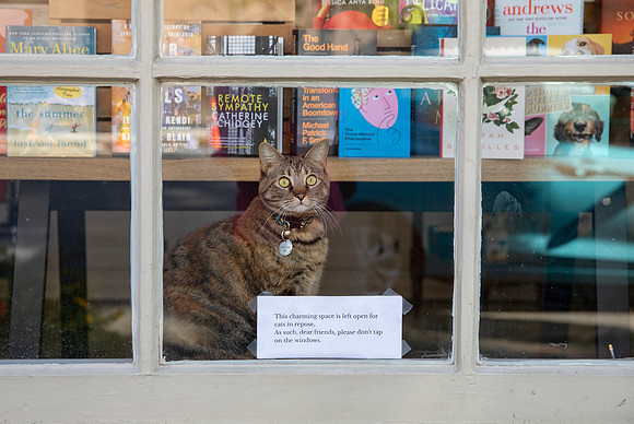 Bookstore Cat 1