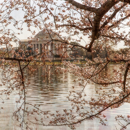 Jefferson Memorial Through the Branches