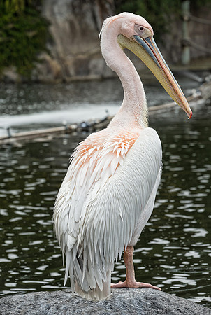 Pelican