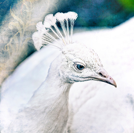 Peacock in Formal Gardens Square