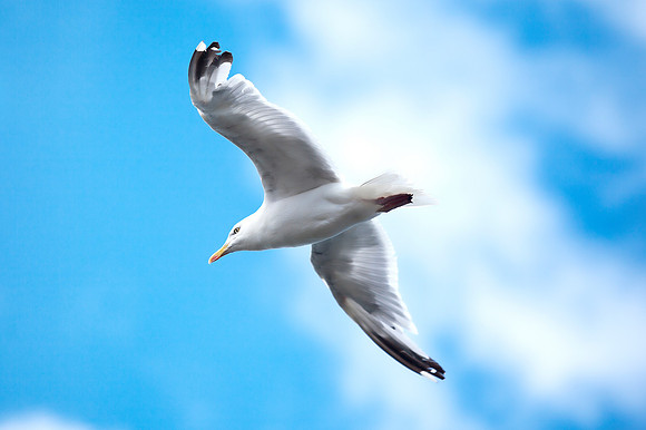 Gull