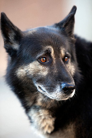 German Shepherd in Italy