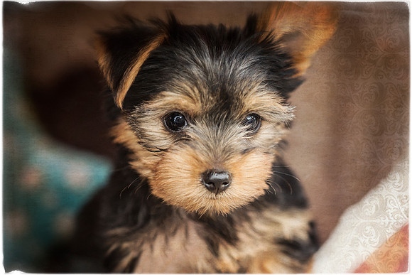 Yorkshire Puppy