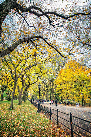 Central Park in Autumn