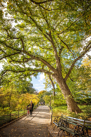 Biking in Central Park