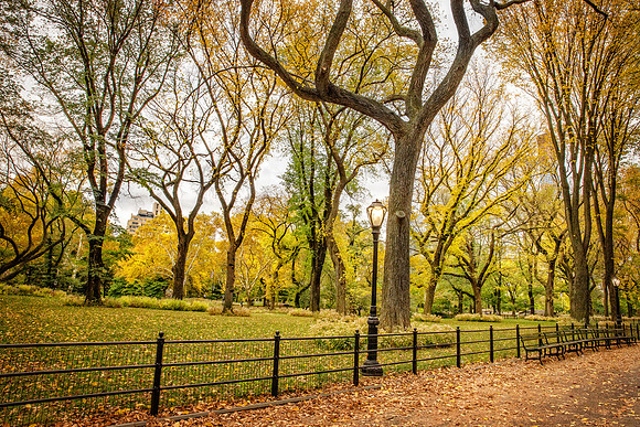 Golden Central Park in October
