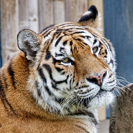 Tiger in Belgium