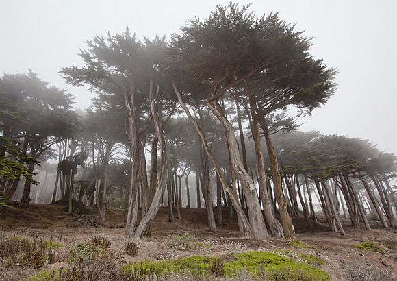 Cypress Grove