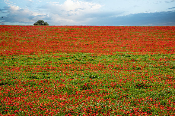 Field of Poppies