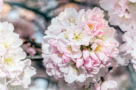 Cherry Blossom Macro