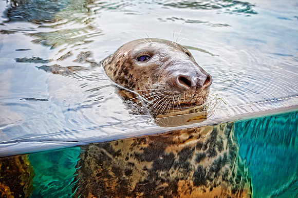 Lincoln Park Zoo Seal